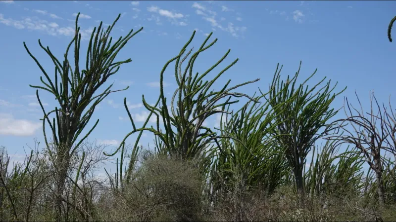 These Displays Signal A Responsive Desert Ecosystem