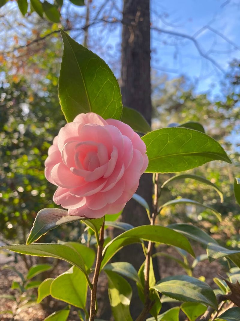Thrives in Shade and Partial Sunlight