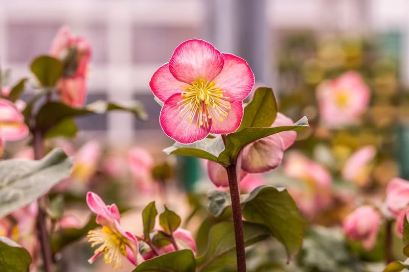 Thrives In Oregon's Climate