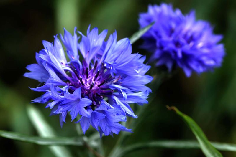 Bachelor's Button (Cornflower)