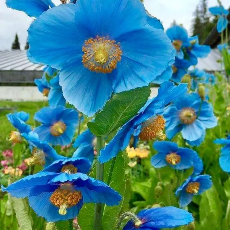 Blue Poppy Mallow