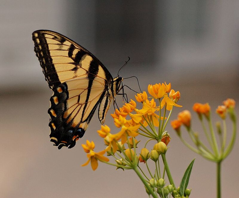 Tropical Milkweed
