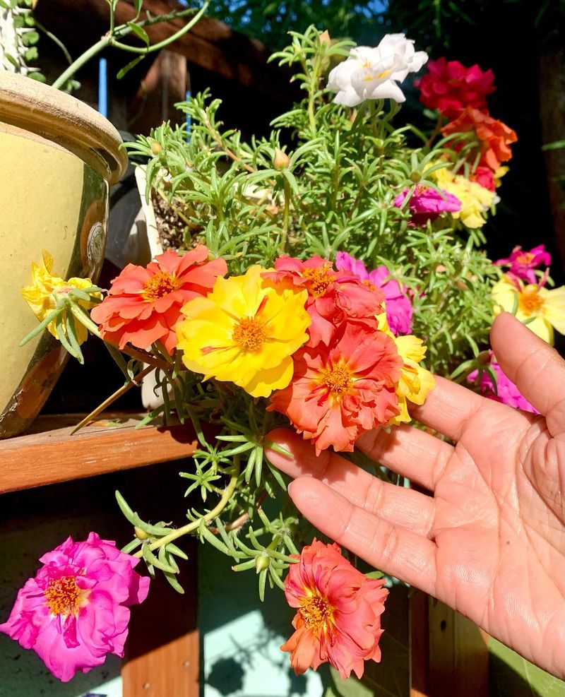 Portulaca (Moss Rose)