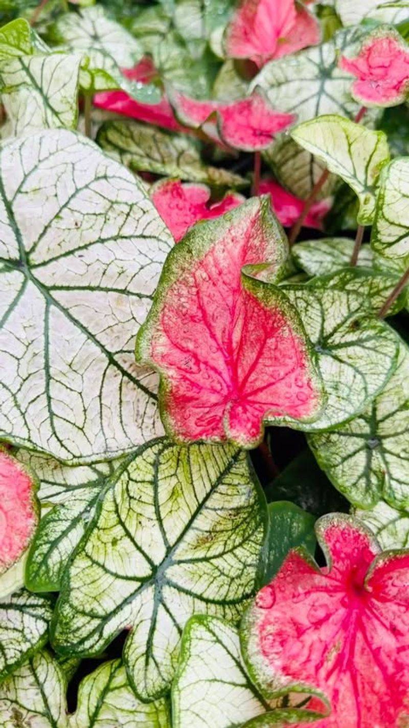 How To Combine These Foolproof Plants For Instant Impact
