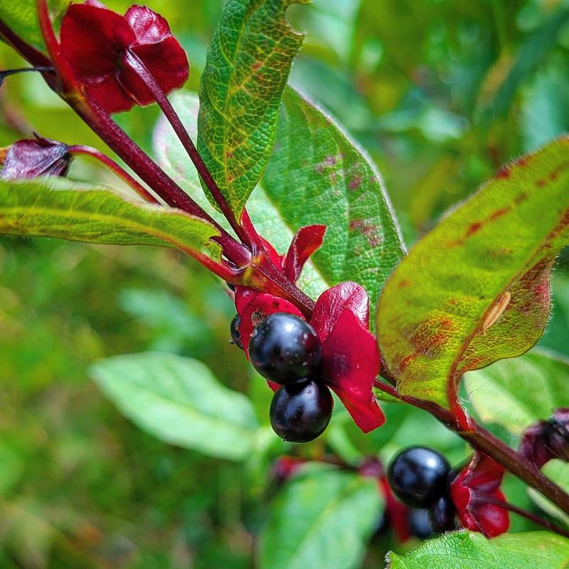 Native Black Twinberry (Lonicera involucrata)