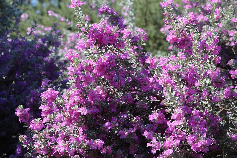 Compact Texas Sage (Leucophyllum Frutescens 'Compacta')