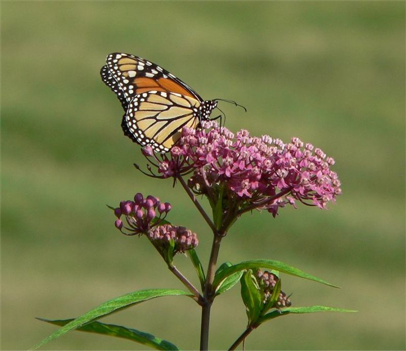 Swamp Milkweed Is Essential For Butterfly Gardens