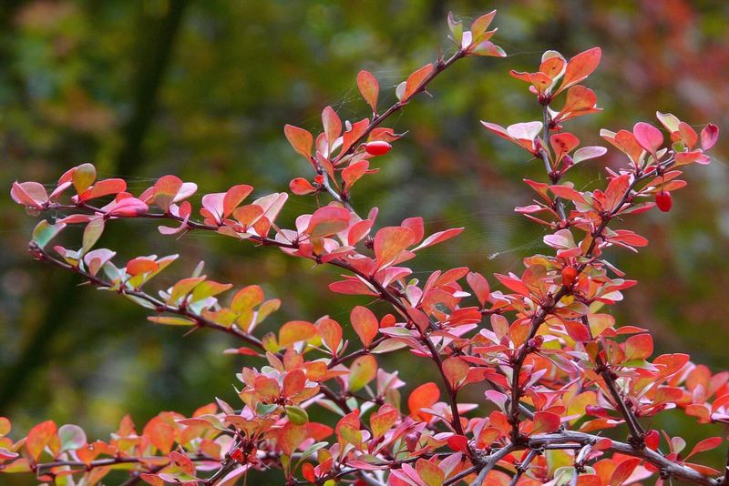 Japanese Barberry