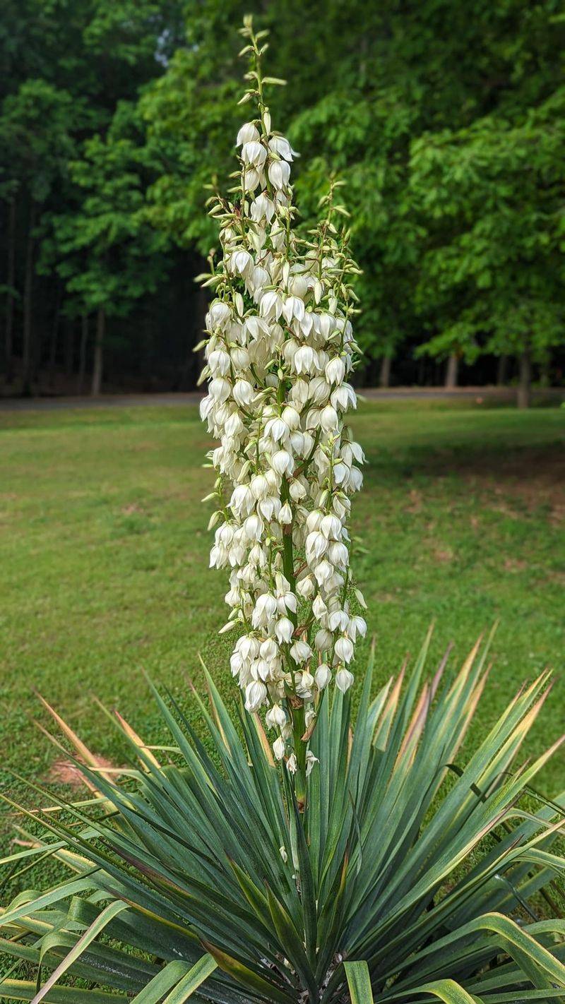 Yucca