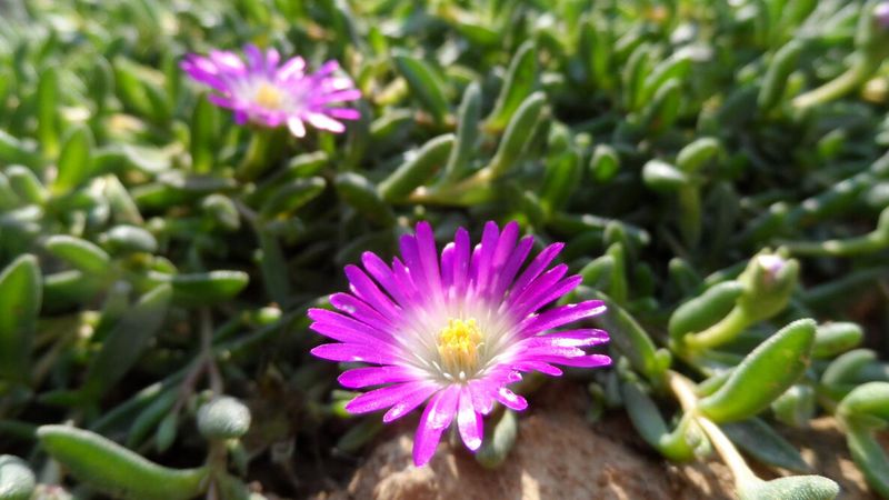 Ice Plant For Groundcover With Almost No Irrigation