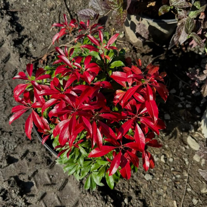 Pieris Japonica (Andromeda)