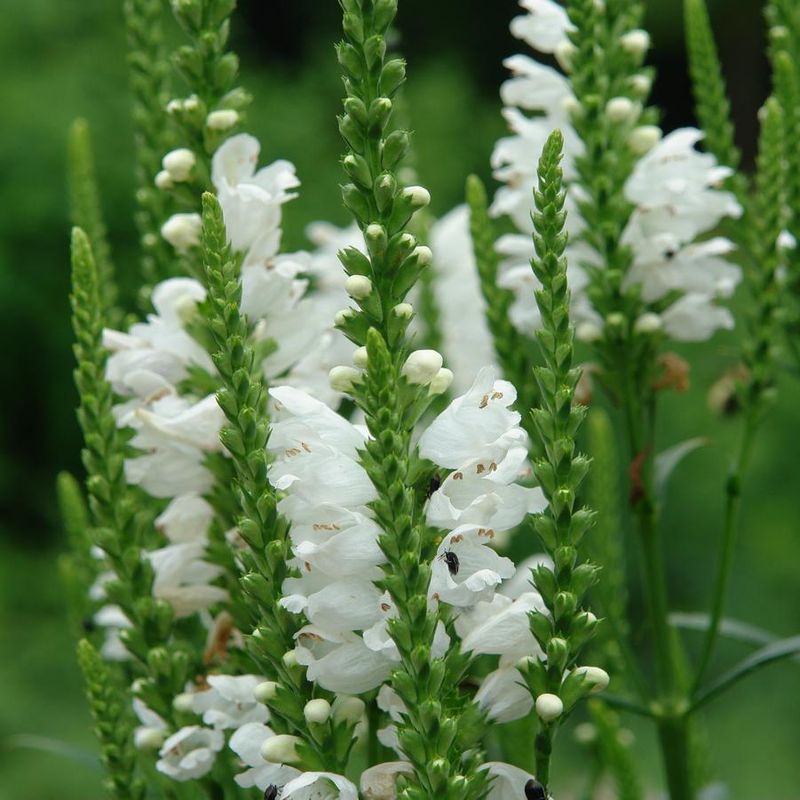 Obedient Plant (Physostegia virginiana)