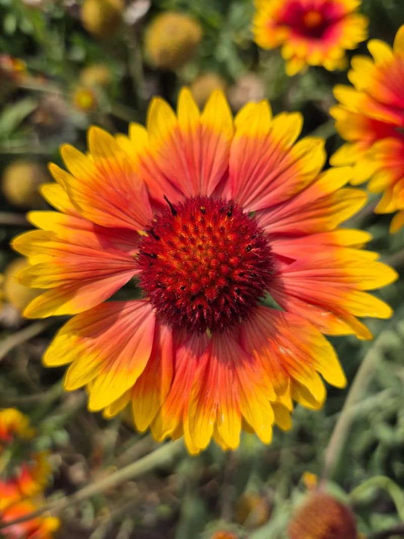 Blanket Flower