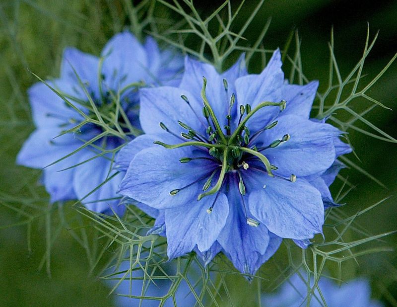 Love-In-A-Mist
