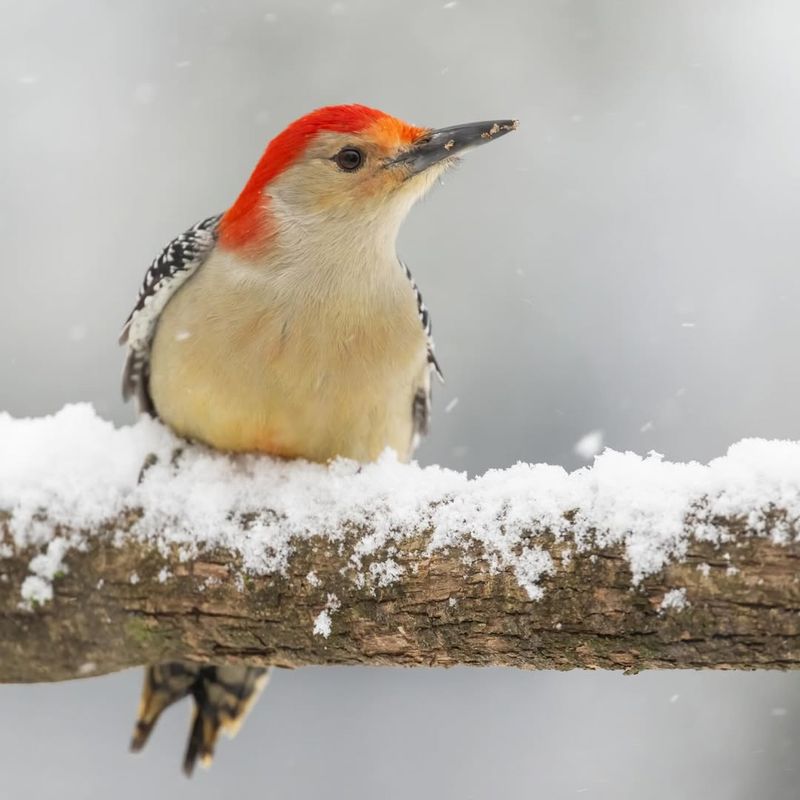 Red-Bellied Woodpecker