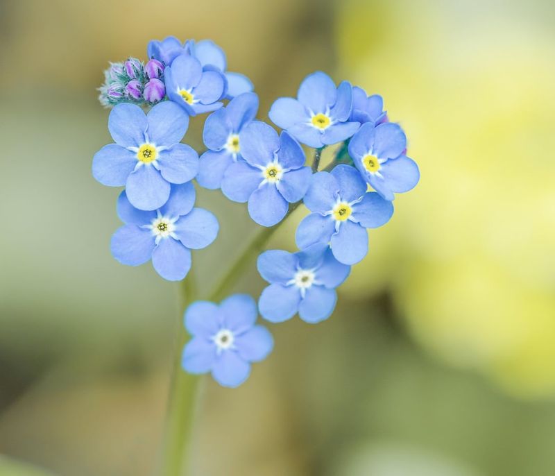 Forget-Me-Not