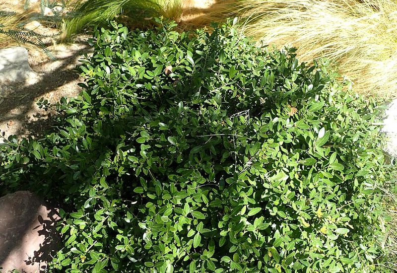 Dwarf Yaupon Holly (Ilex vomitoria 'Nana')
