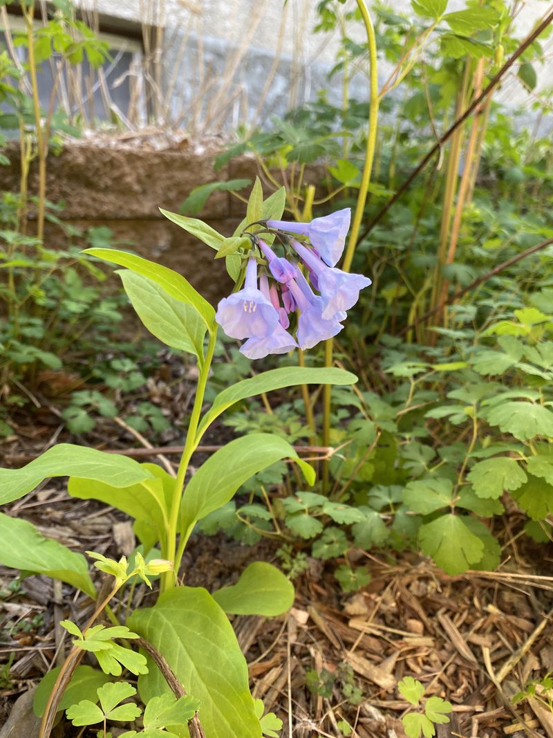 Virginia Bluebells