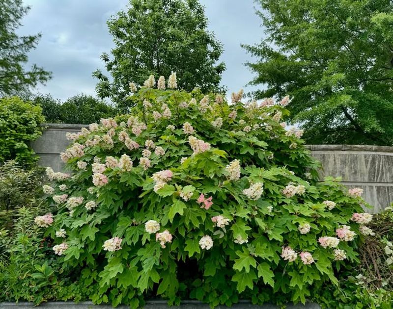 Oakleaf Hydrangea
