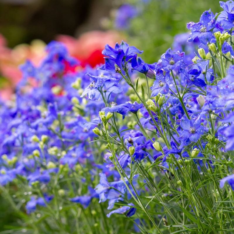 Annual Delphinium