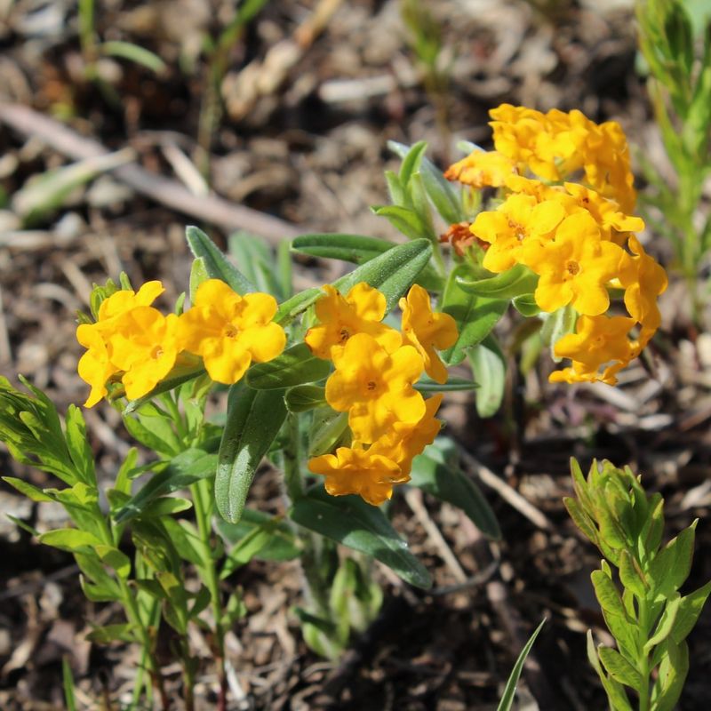 Hoary Puccoon