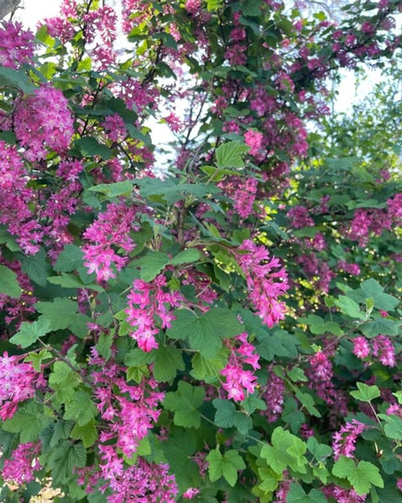 Red Flowering Currant (Ribes sanguineum)