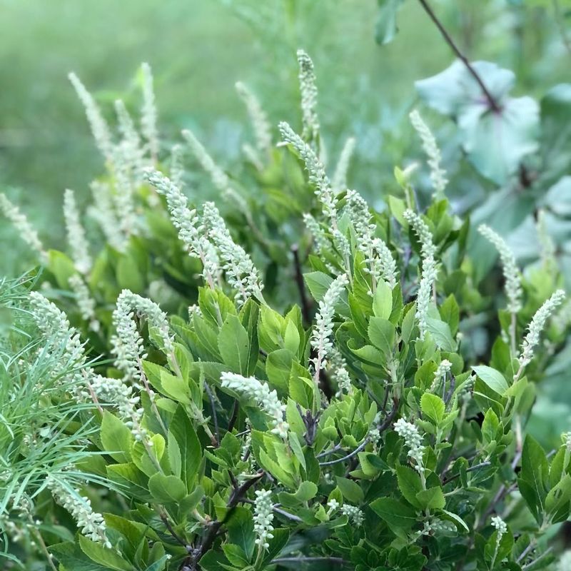 Summersweet (Clethra alnifolia)