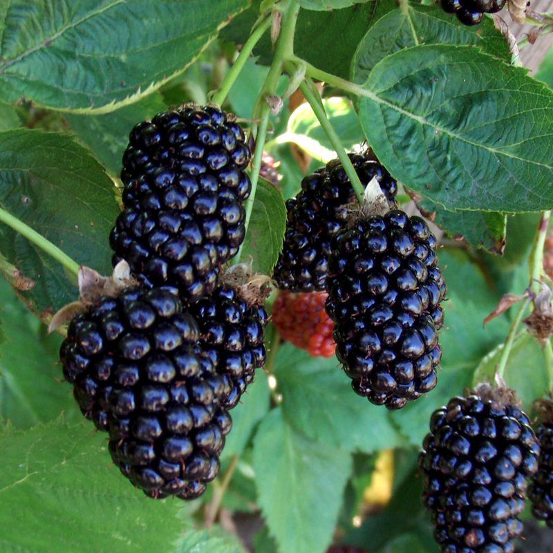 Marionberries (Trailing Blackberries)
