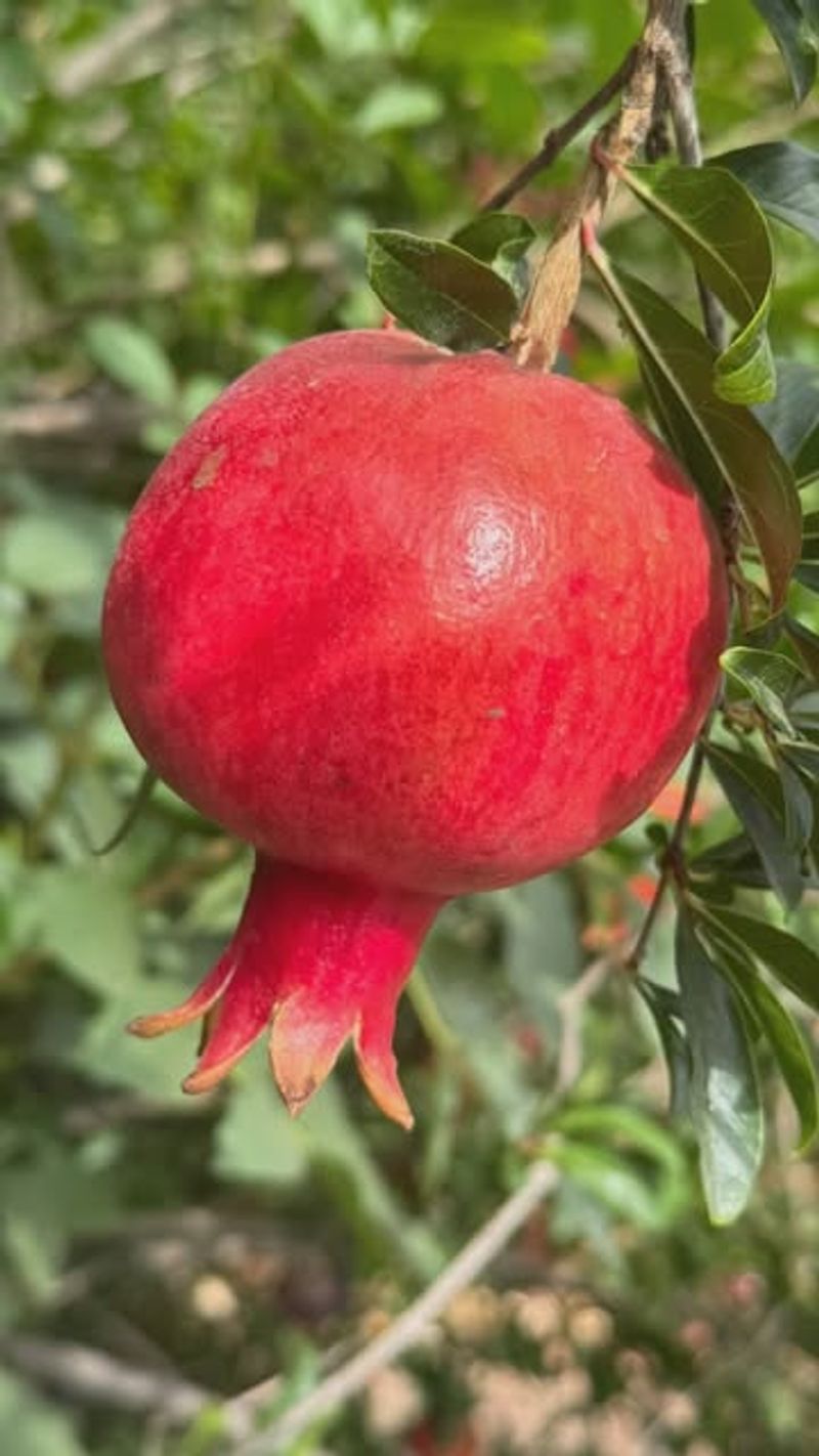 Pomegranates