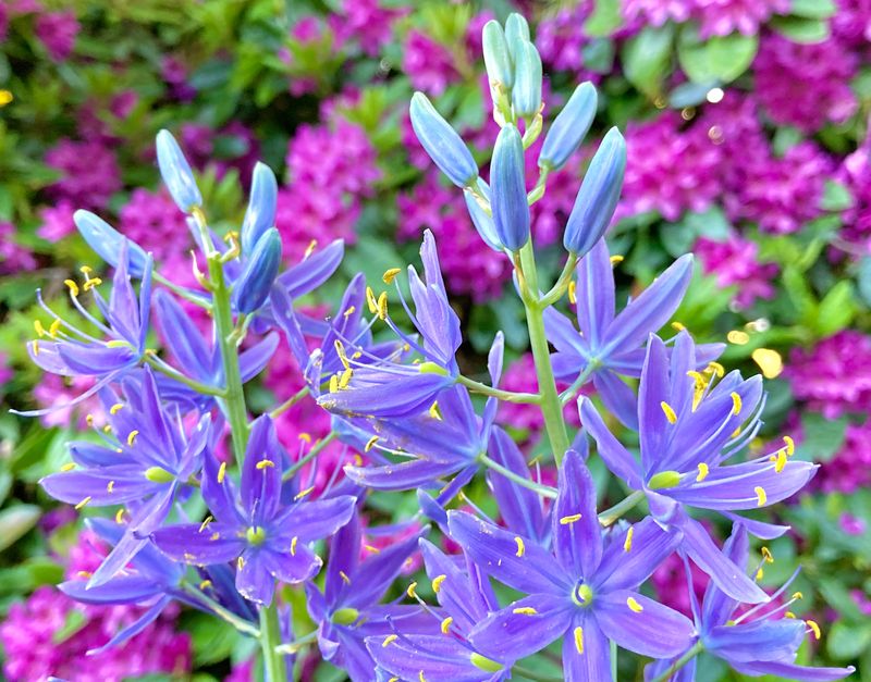 Camas Lily (Camassia quamash)