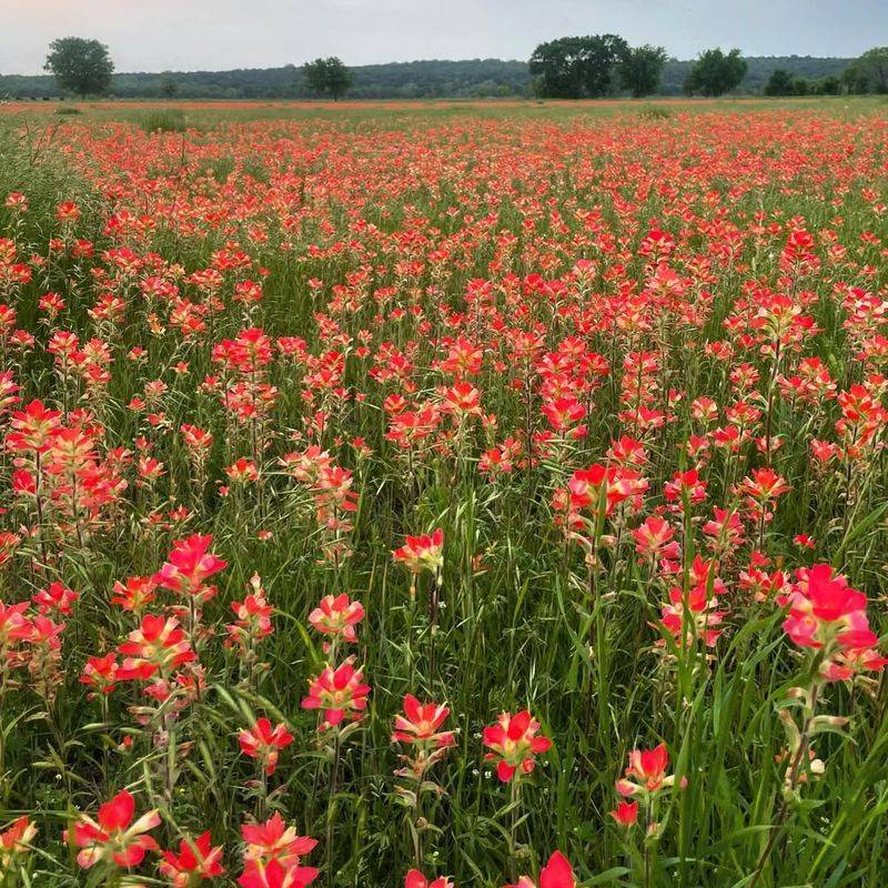Indian Paintbrush