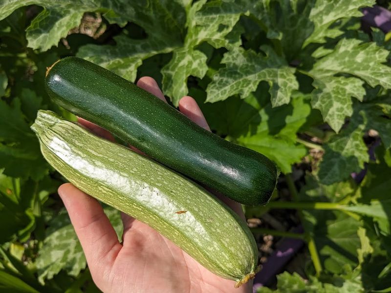 Zucchini