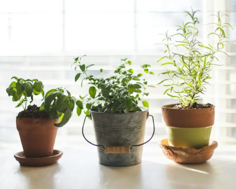 Keep Herbs Away From Cold Windows And Heat Vents
