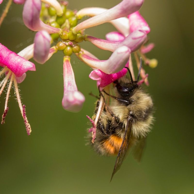 Reducing Pesticide Use