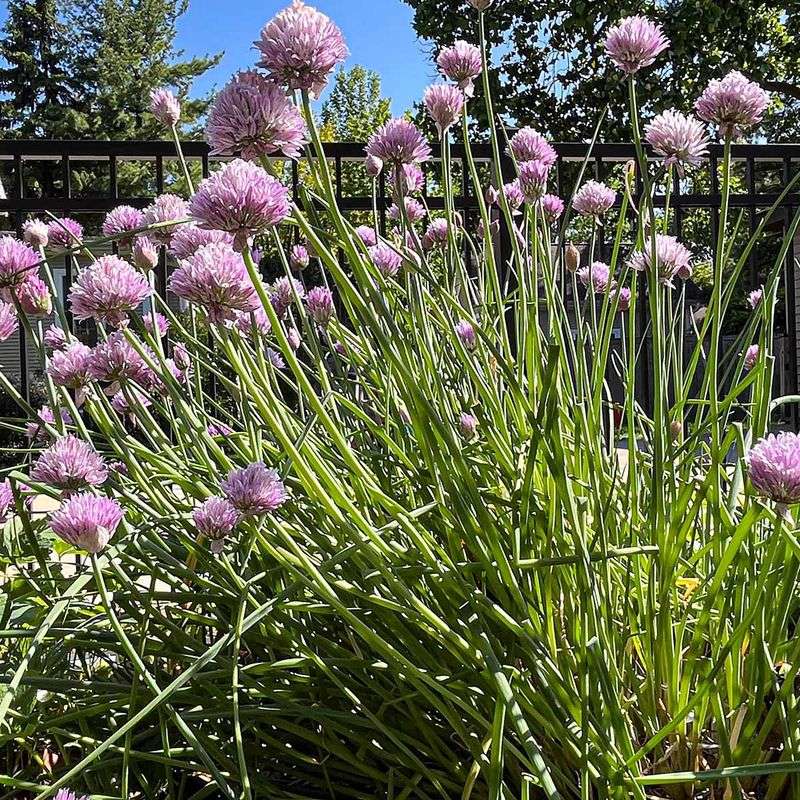 Chives (Flowers)
