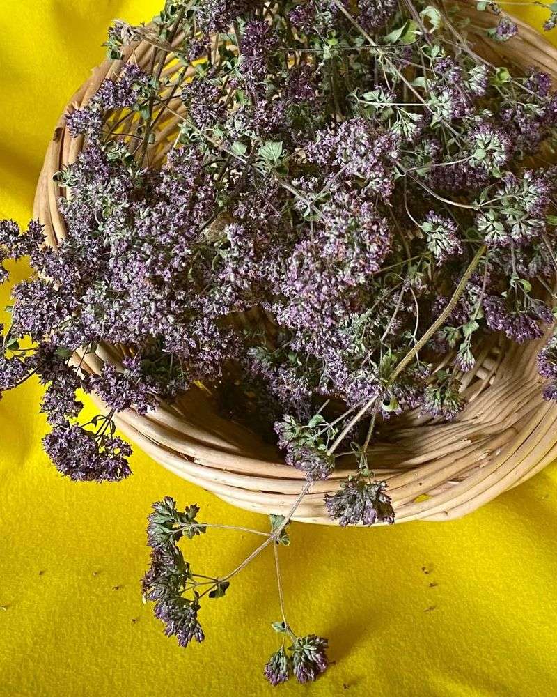 Oregano (Origanum Vulgare)