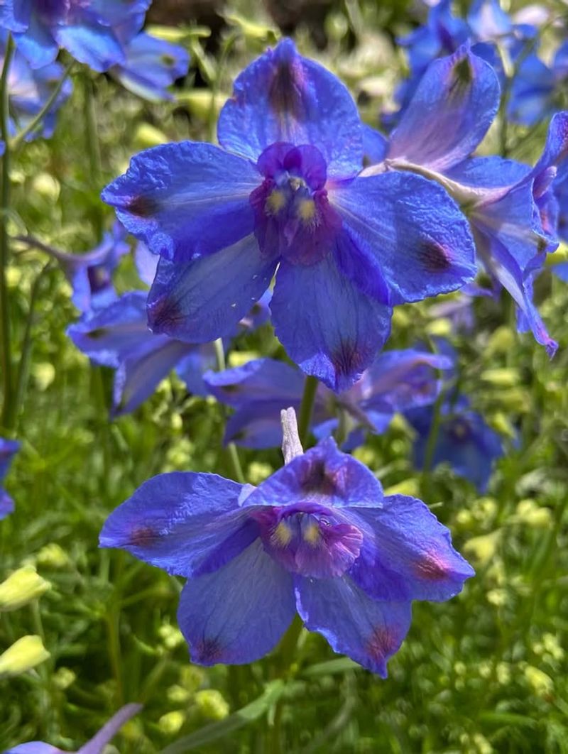 Chinese Delphinium
