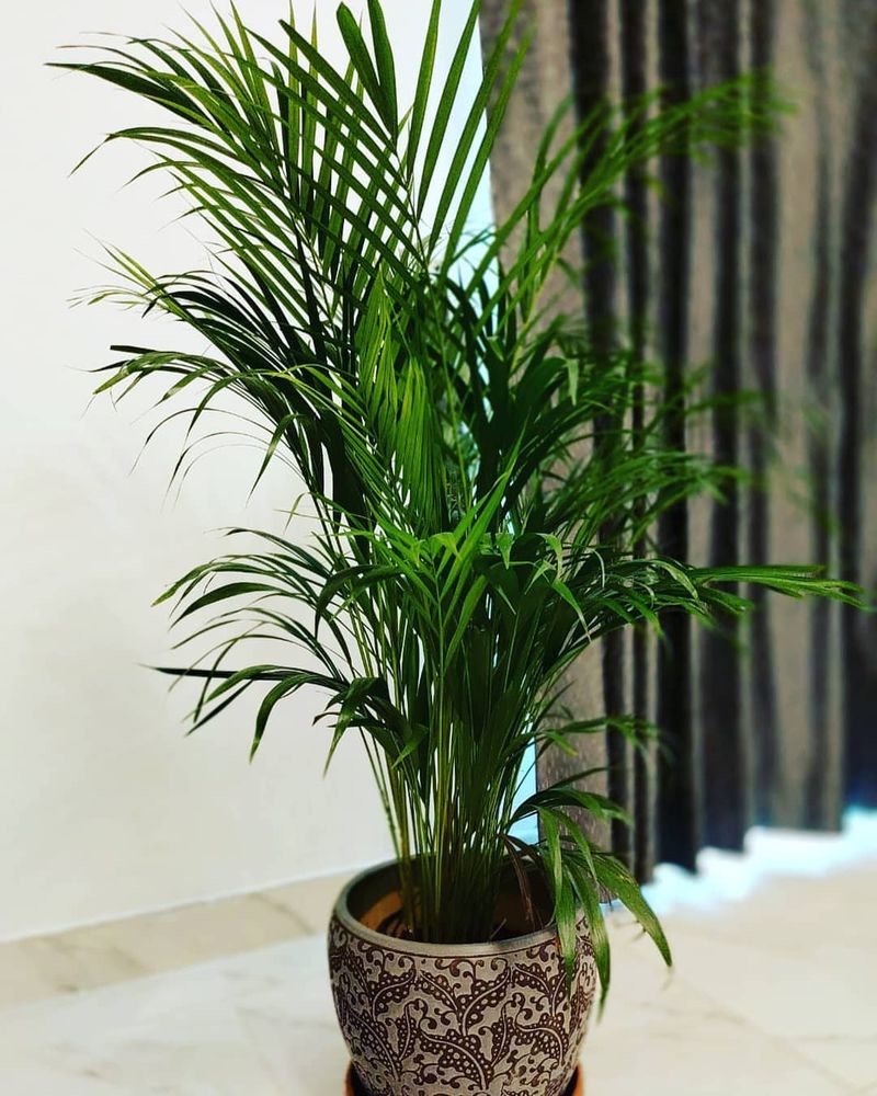 Areca Palm