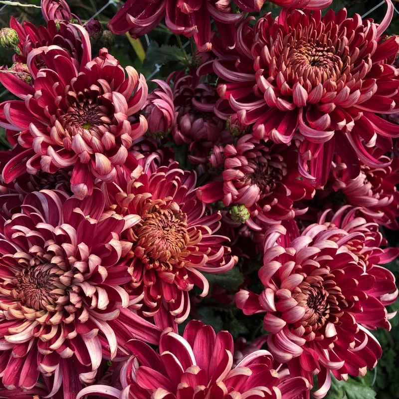 Chrysanthemum