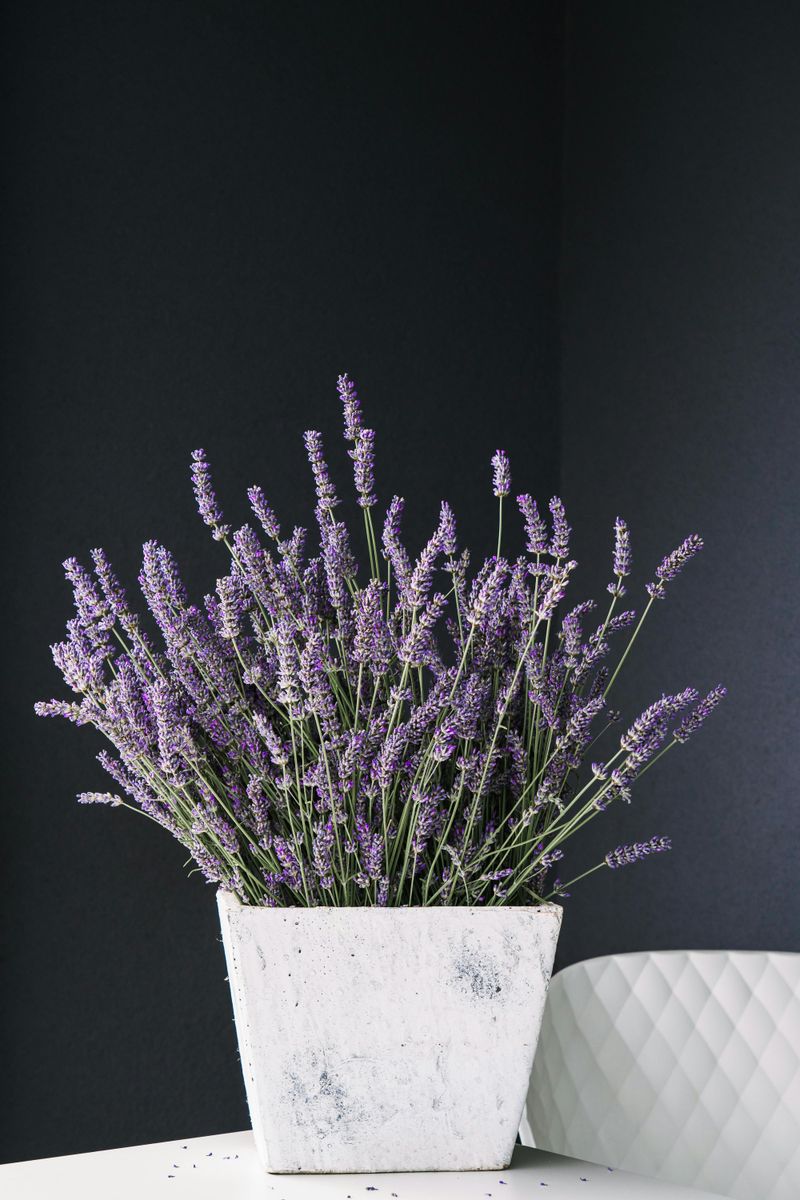 Lavender