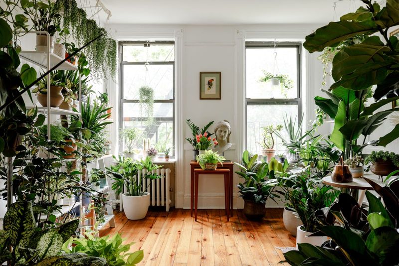 How To Place Feng Shui Plants In Small New York Apartments