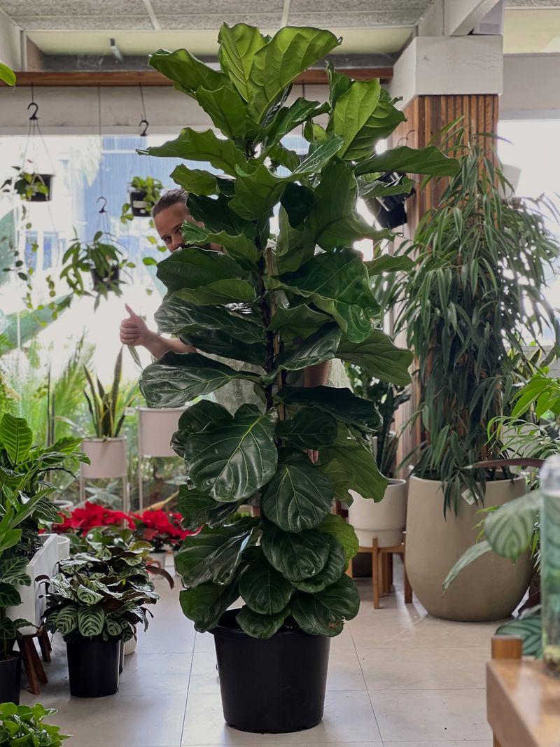Fiddle Leaf Fig (Ficus Lyrata)