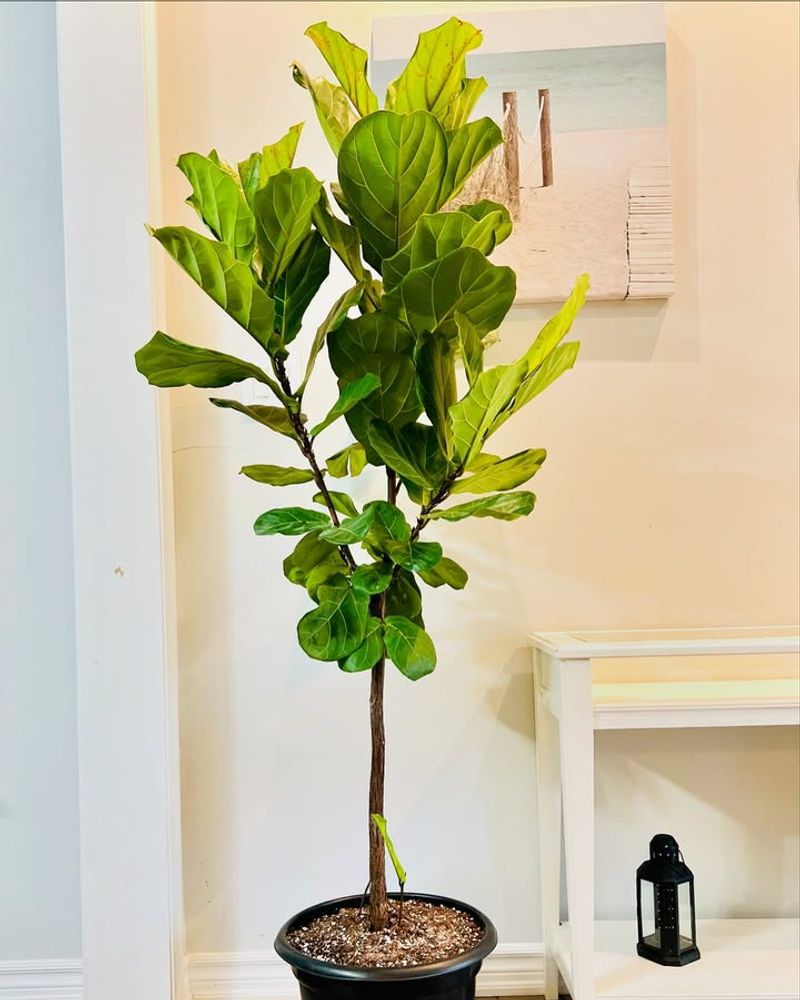 Fiddle Leaf Fig (Ficus Lyrata)
