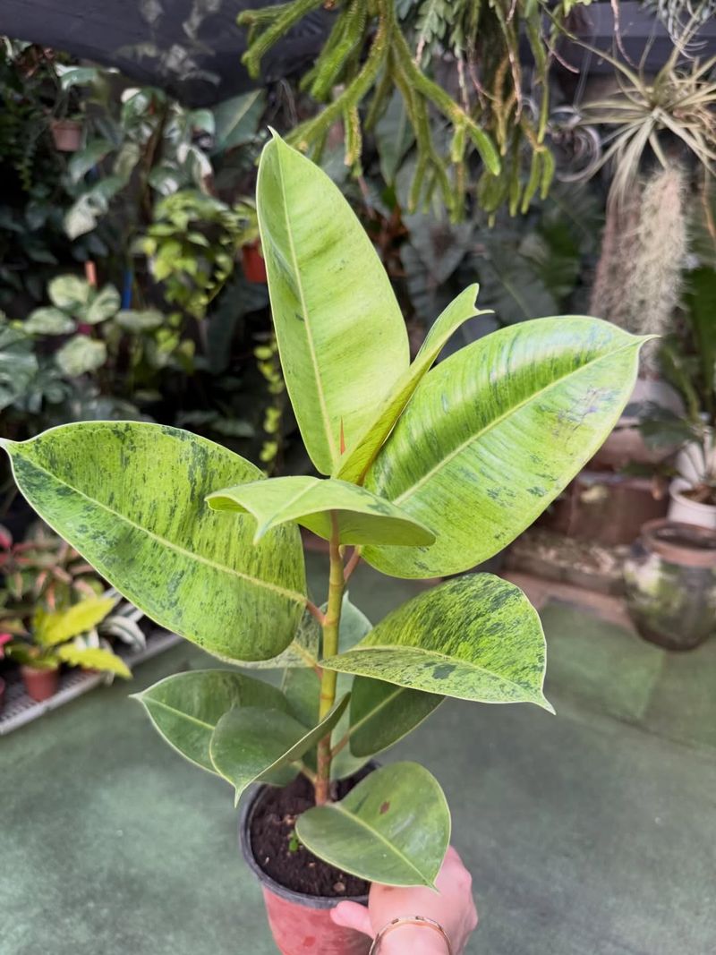 Rubber Plant (Ficus Elastica)