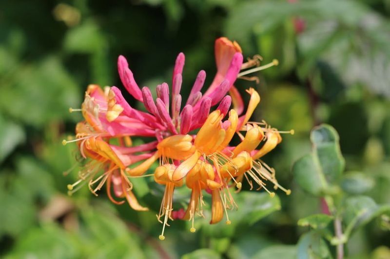 Honeysuckle