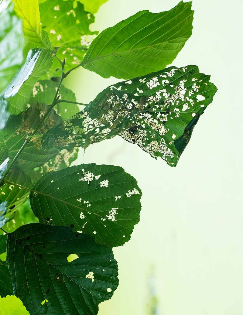 Repeated Defoliation Weakens Trees Over Time