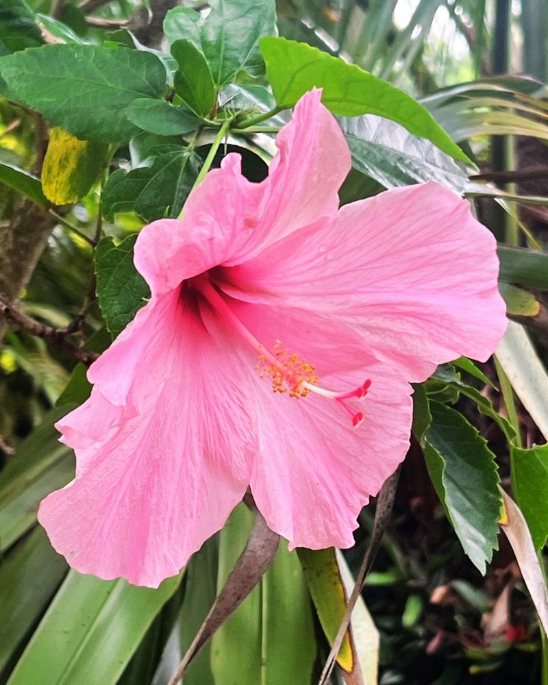 Hibiscus (Tropical Hibiscus rosa-sinensis)