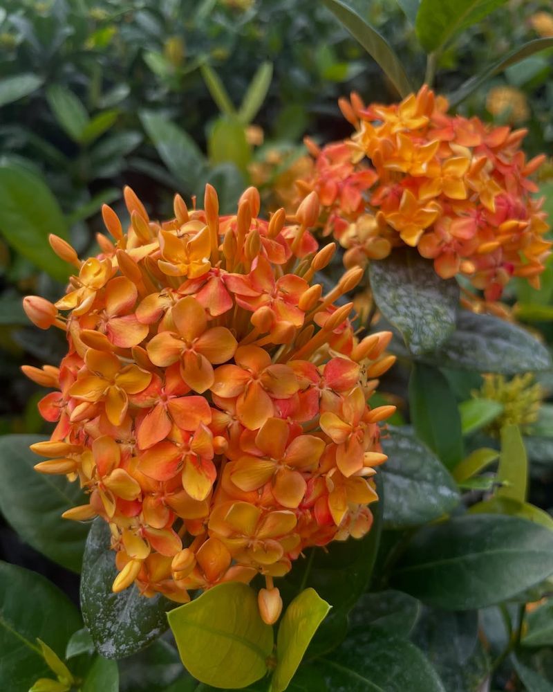 Ixora (Dwarf Varieties)
