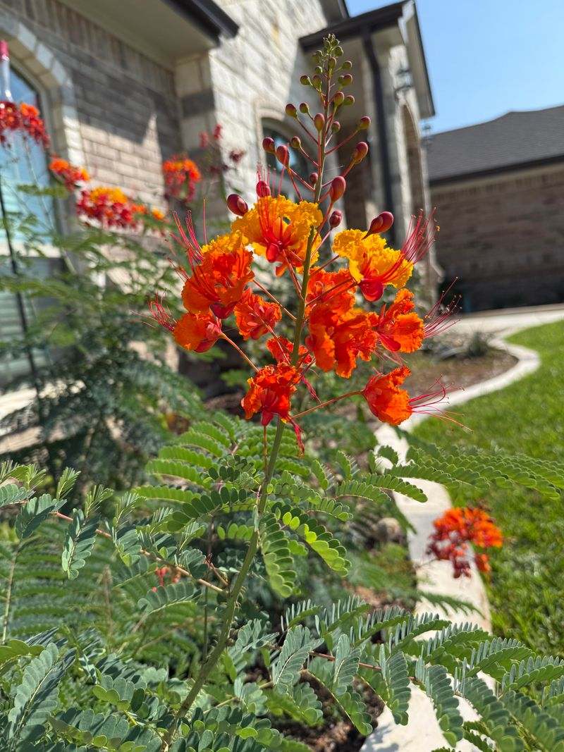 Pride Of Barbados