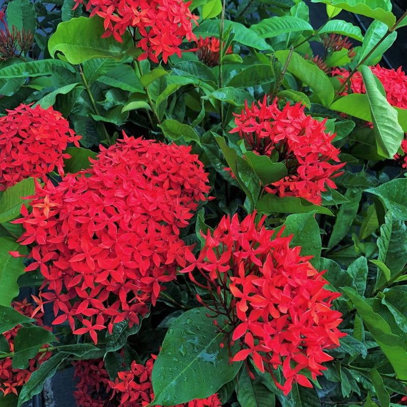 Ixora Turns Hedges Into Flower Walls